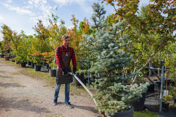 Schuylkill Haven, PA Tree Removal and Landscaping Services Company